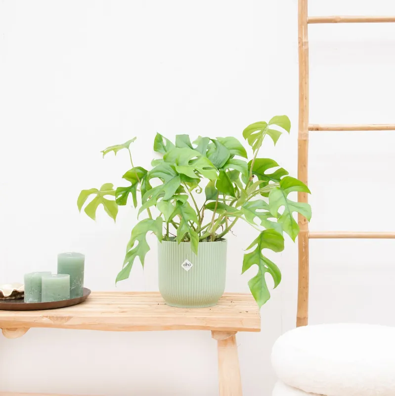 Monstera Minima - 30cm - Aanbieding