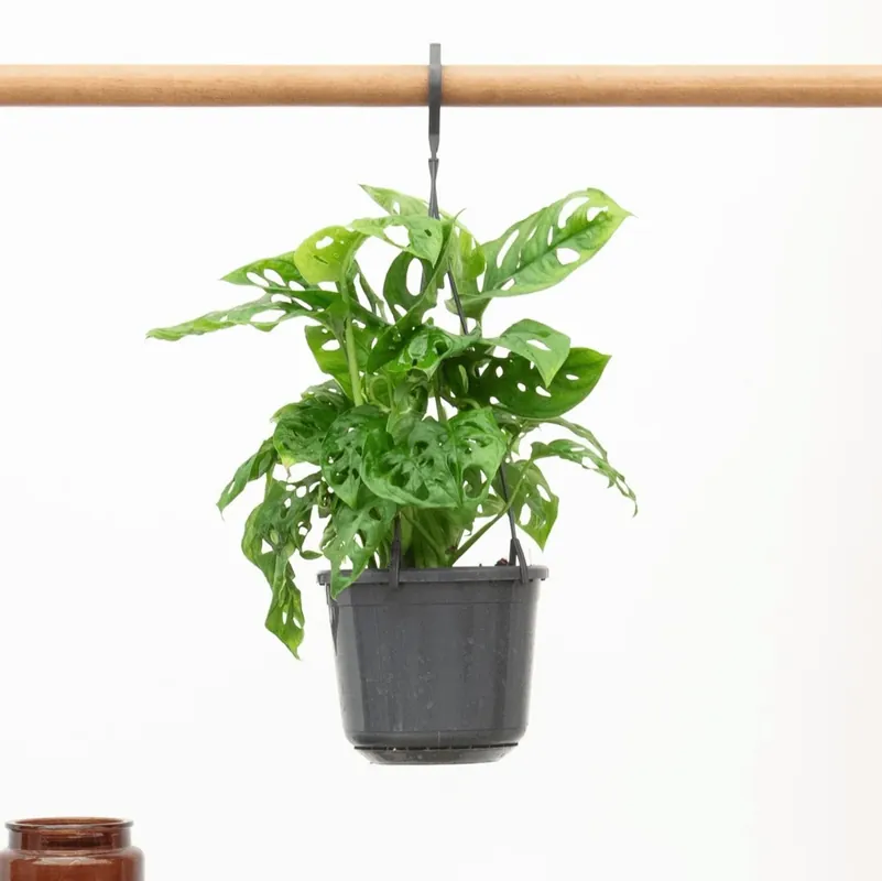 Hangplant Monstera Monkey Leaf - 40cm | Snelle verzending