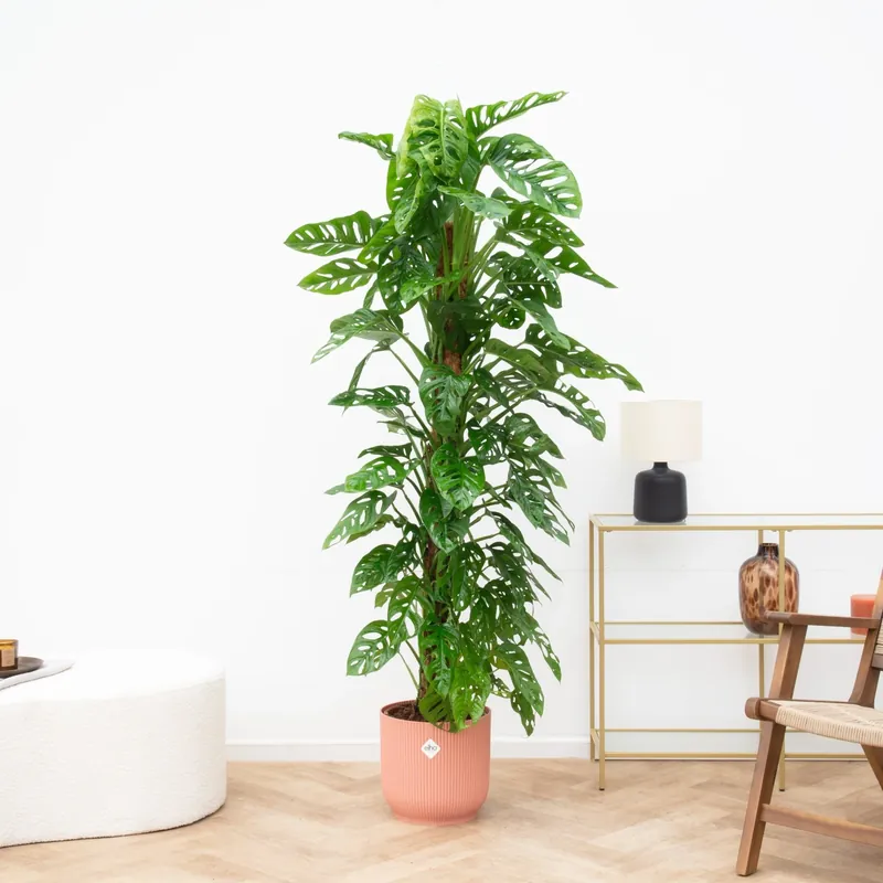 Monstera Monkey Leaf - 160cm - Veel gevraagd