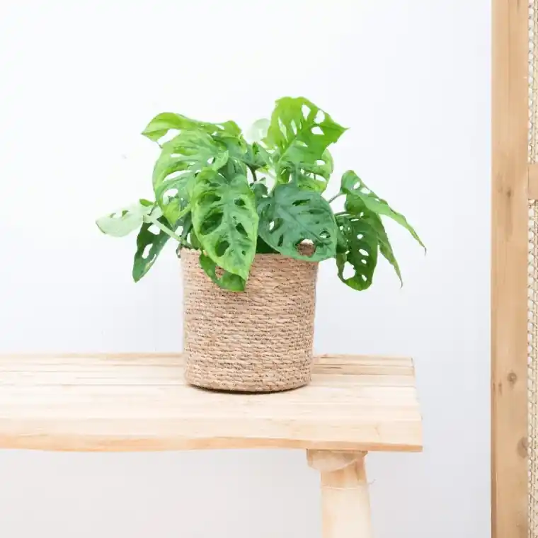 Scherpe prijs | Monstera Monkey Leaf - 25cm