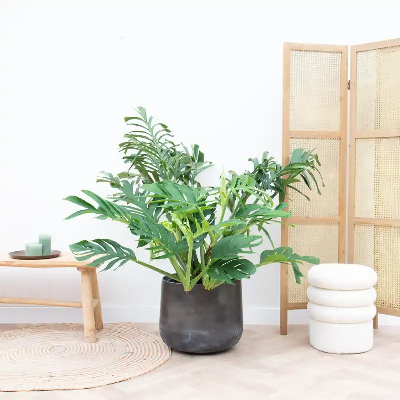 Nieuw in het assortiment - Monstera Pertusum Compacto - 100cm