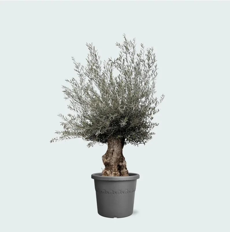 Olijfboom Olea Europaea bonsai XXL - 270cm | Fabrieksprijs