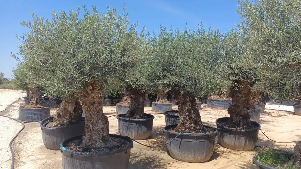 Nog maar een paar beschikbaar - Olijfboom Olea Europaea Bonsai XXXXL - 300 cm