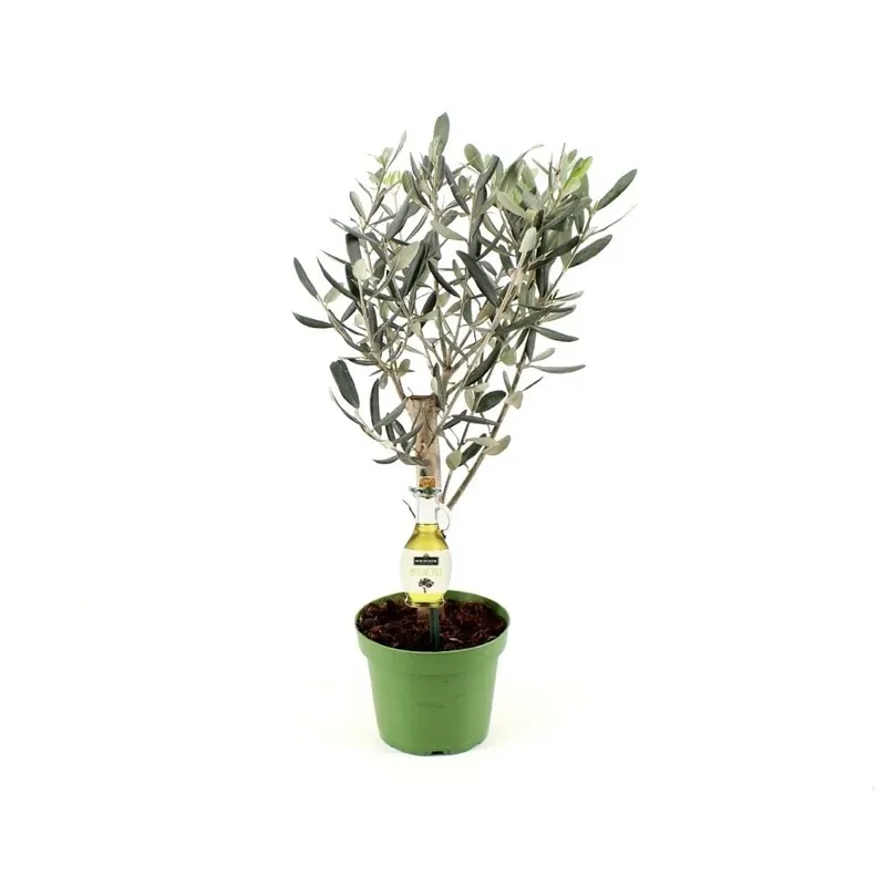Speciale deal | Olijfboompje - 20cm