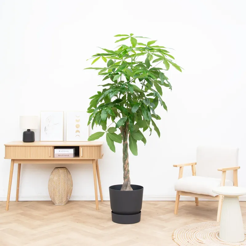 Pachira aquatica - 210cm - Favoriet van klanten