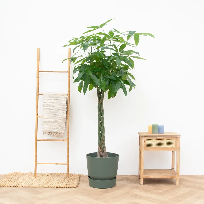 Pachira aquatica - 180cm | Outlet