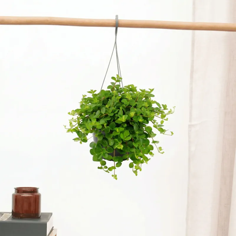 Nu beschikbaar | Hangplant Peperomia Rotundifolia - 30cm