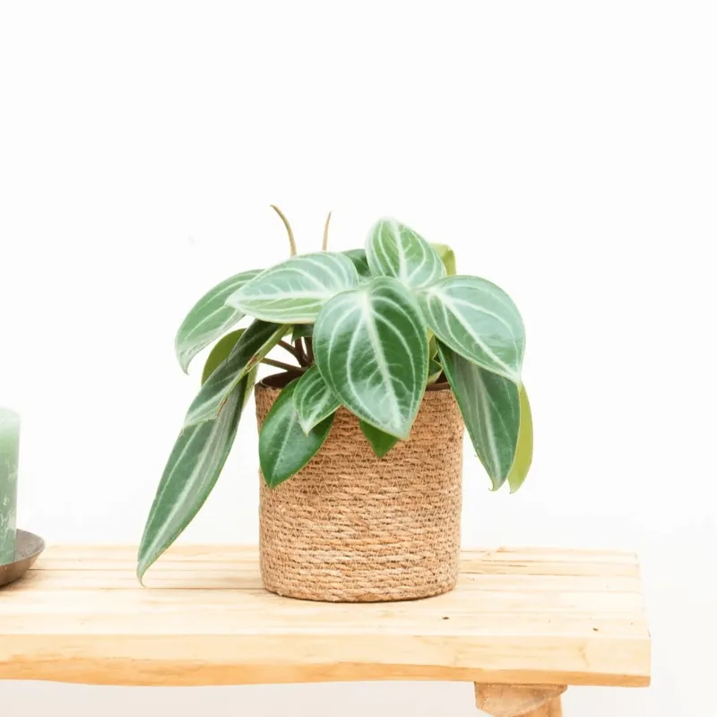 Peperomia Sarcophylla - 30cm - Populair