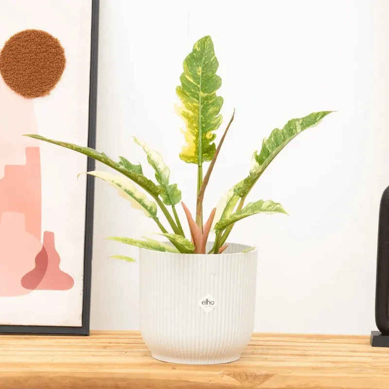 Philodendron Ring of fire - 30cm | Bestelbaar
