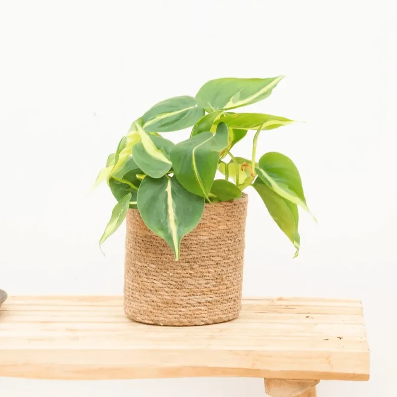 Philodendron Brasil - 20 cm - Opruiming