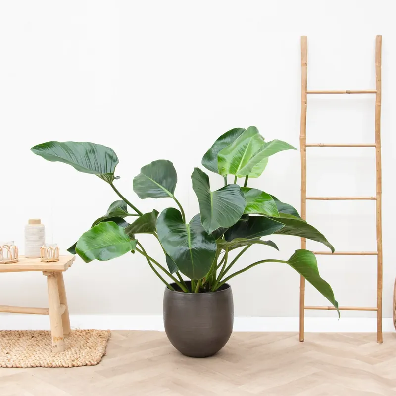 Nu kopen | Philodendron Green Beauty - 100cm