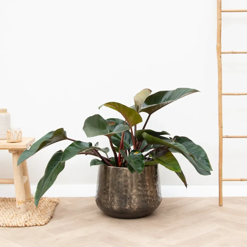 Philodendron Red Beauty - 100cm | Aanbieding