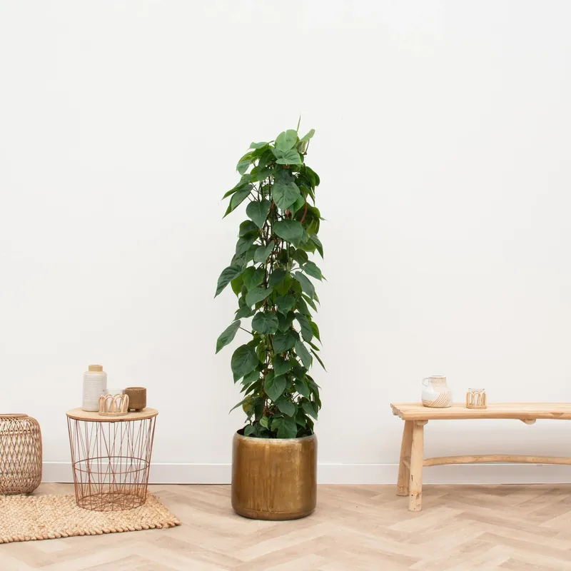 Laatste stuks - Philodendron Scandens gaasrek - 170cm