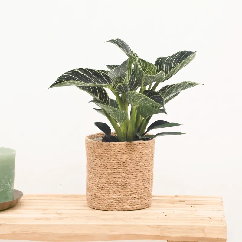 Opruiming - Philodendron White Wave - 30cm