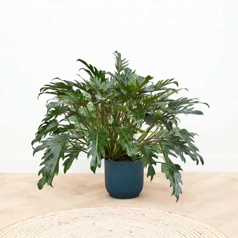 Philodendron Xanadu - 100 cm - Net binnen