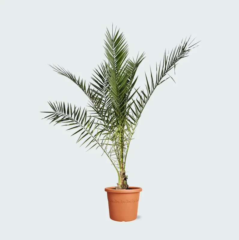 Bestel nu - Phoenix Canariensis - 220cm