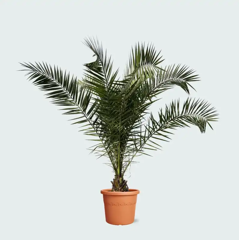 Phoenix Canariensis - 230cm - Verlaagde prijs