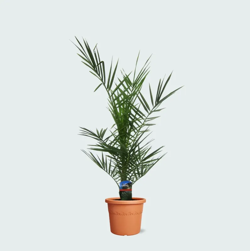 Phoenix Canariensis - 80cm | Bestelbaar