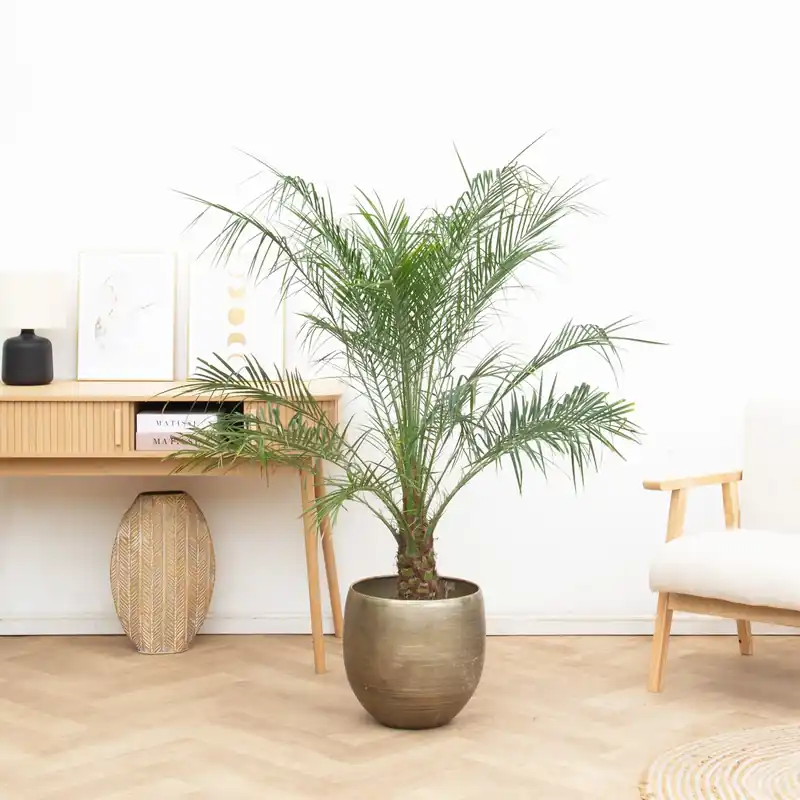 Phoenix Roebelenii op stam - 140cm - Fabrieksprijs