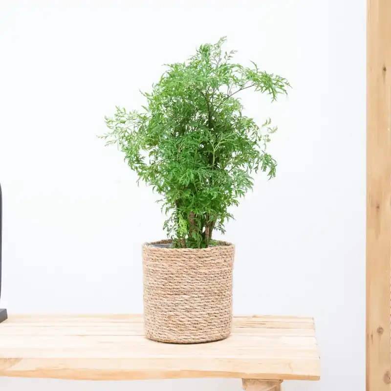 Makkelijk bestellen - Polyscias Hawaiiana Ming - 40cm