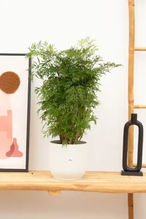 Aanbieding - Polyscias Hawaiiana Ming - 60cm