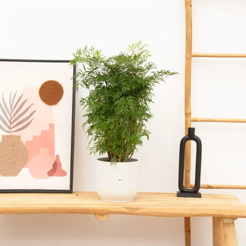 Aanbieding - Polyscias Hawaiiana Ming - 60cm