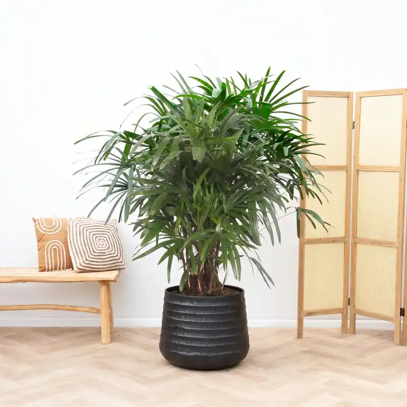 Online kopen - Rhapis Excelsa - 130cm