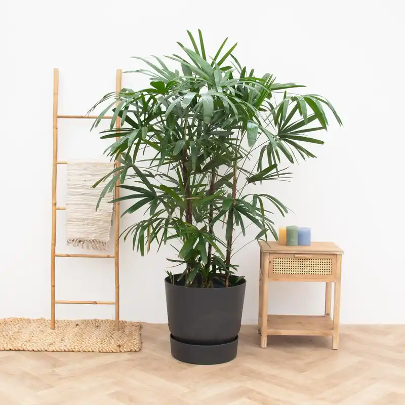 Rhapis Excelsa XXL - 190cm - Spoedlevering
