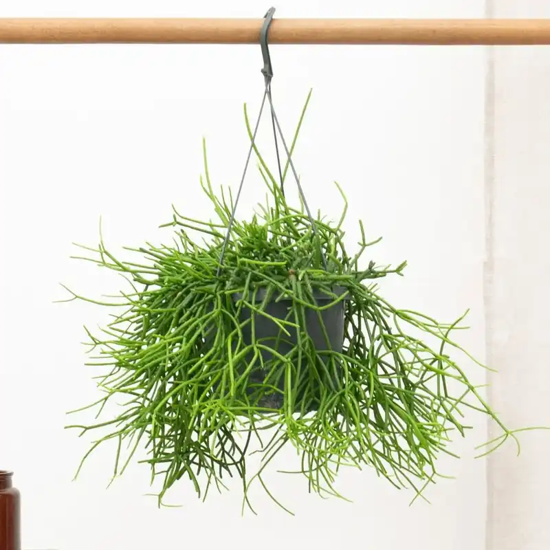 Speciale deal - Rhipsalis Heteroclada hangplant - 25 cm