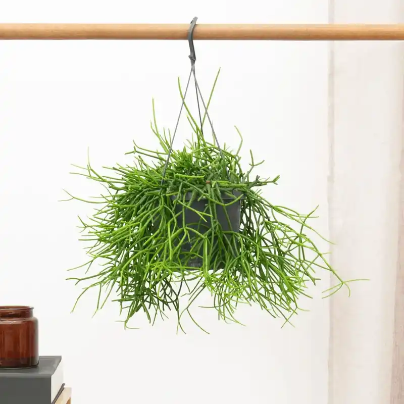 Rhipsalis Oasis hangplant - 25 cm | Aanbieding loopt bijna af