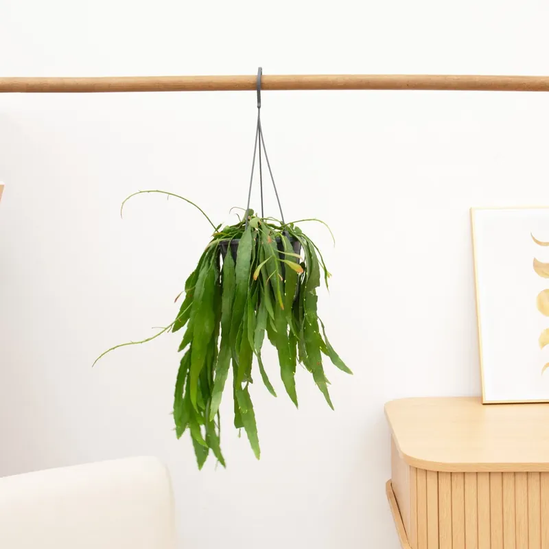 Topproduct - Rhipsalis Red Coral hangplant - 25 cm
