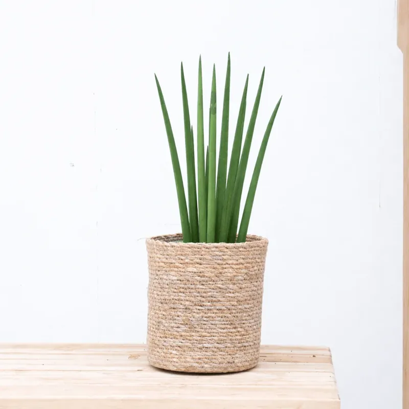 Flitsaanbieding | Sansevieria cylindrica ‘Bacularis‘ - 40cm