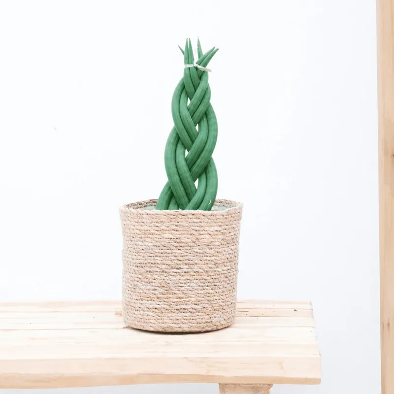 Sansevieria cylindrica ‘Twist‘ - 40cm - Zeer goed beoordeeld