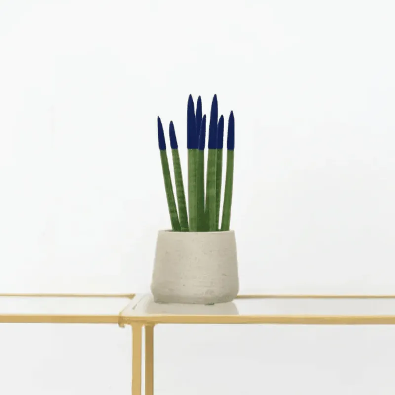 Sansevieria Cylindrica Velvet Touchz blauw - 25cm | Trending