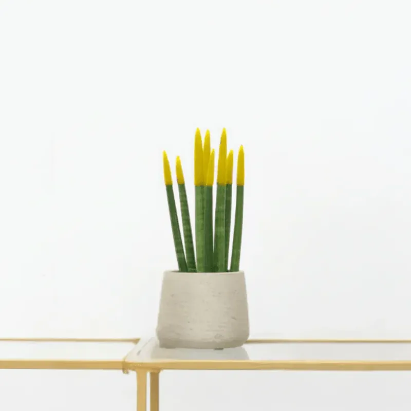 Topprijs - Sansevieria Cylindrica Velvet Touchz geel - 25cm