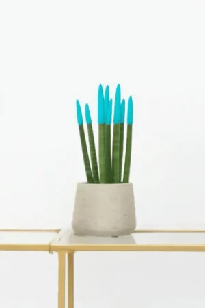 Voordeelprijs | Sansevieria Cylindrica Velvet Touchz lichtblauw - 25cm