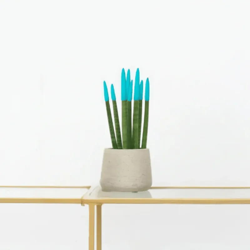 Voordeelprijs | Sansevieria Cylindrica Velvet Touchz lichtblauw - 25cm