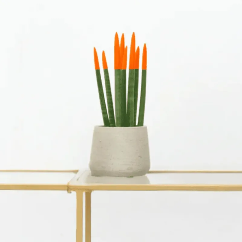 Sansevieria Cylindrica Velvet Touchz oranje - 25cm - Actie