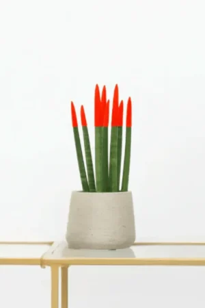 Voordelig - Sansevieria Cylindrica Velvet Touchz rood - 25cm