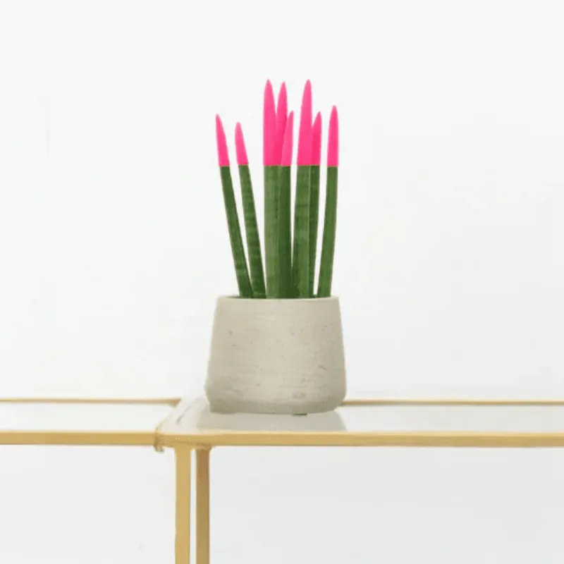 Extra korting | Sansevieria Cylindrica Velvet Touchz roze - 25cm