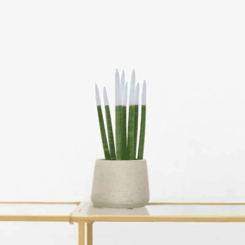 Direct leverbaar - Sansevieria Cylindrica Velvet Touchz wit - 25cm
