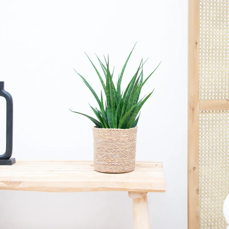 Prijs verlaagd - Sansevieria Kirkii - 35cm