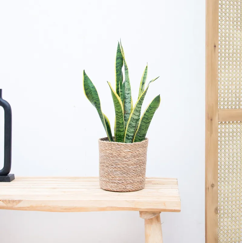 Sansevieria Laurentii - 50cm - Alleen deze week