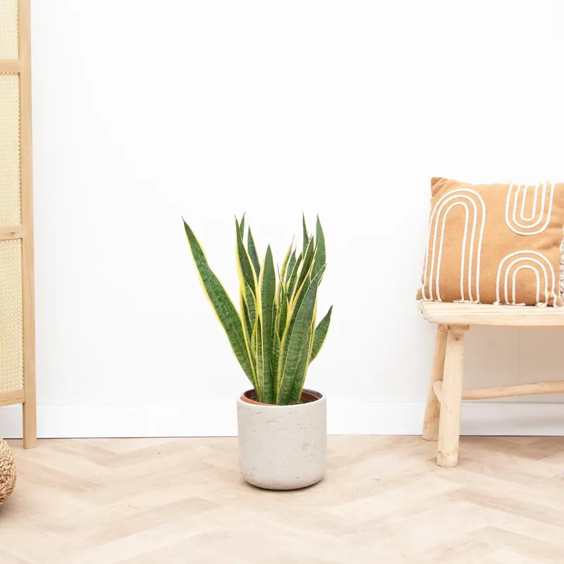 Sansevieria Laurentii - 90cm | Actie