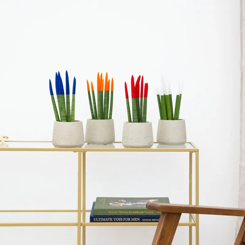 Direct bestellen - Sansevieria VELVET TOUCHZ - Blauw - oranje - rood - wit