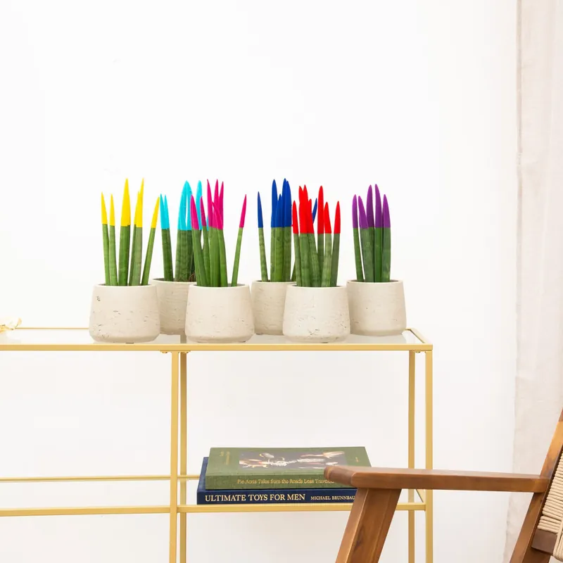 Sansevieria VELVET TOUCHZ - Geel - Lichtblauw - Roze - Blauw - Rood - Paars - Veilig betalen