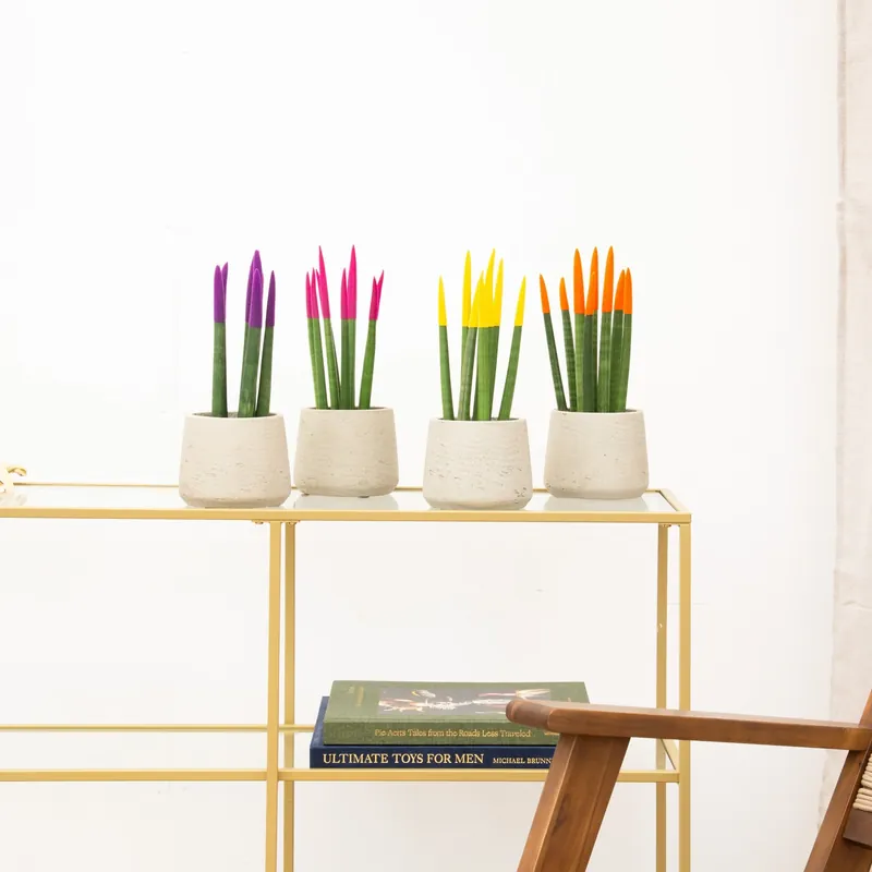 Topdeal | Sansevieria VELVET TOUCHZ - Paars - roze - geel - oranje