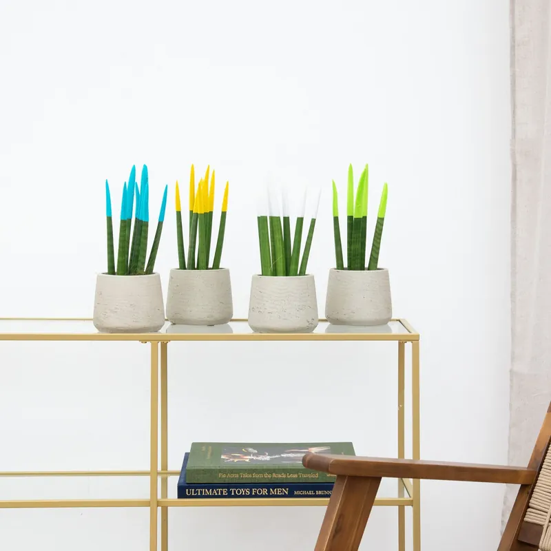 Erg populair - Sansevieria VELVET TOUCHZ - Lichtblauw - Geel - Wit - Groen