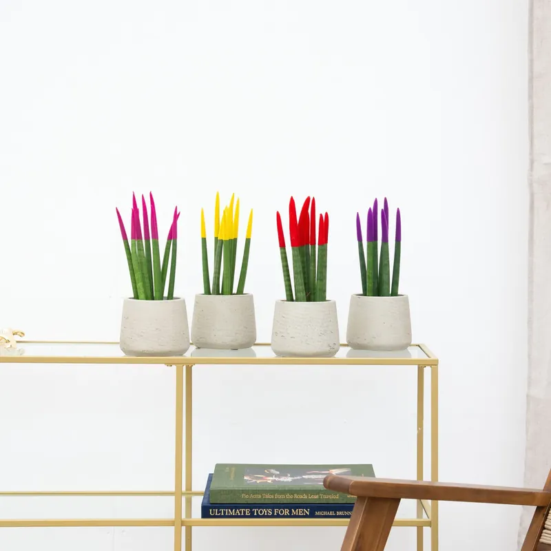 Speciale aanbieding | Sansevieria VELVET TOUCHZ - Roze - Geel - Rood - Paars