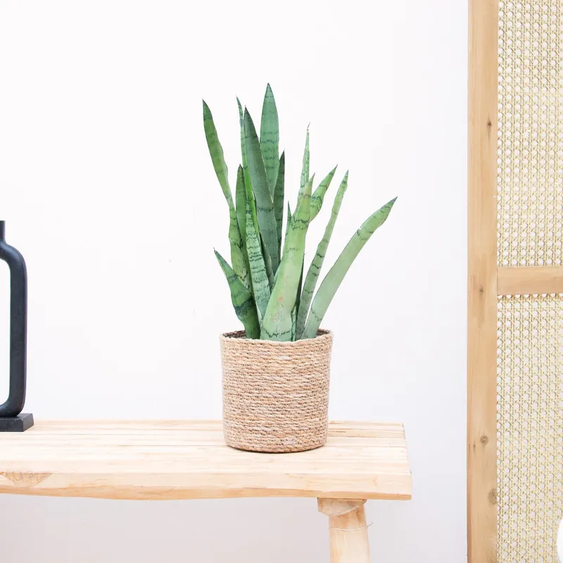 Topkwaliteit | Sansevieria Zeylanica - 45cm